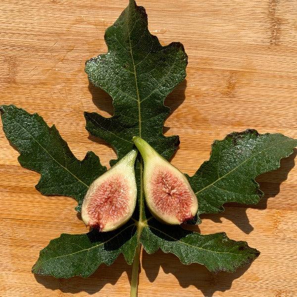 Emalyn's Purple Fig Cutting - Dingdong's Garden