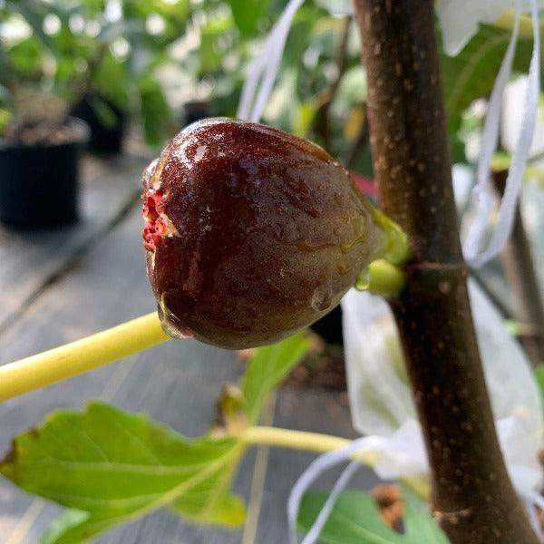 Emalyn's Purple Fig Cutting - Dingdong's Garden