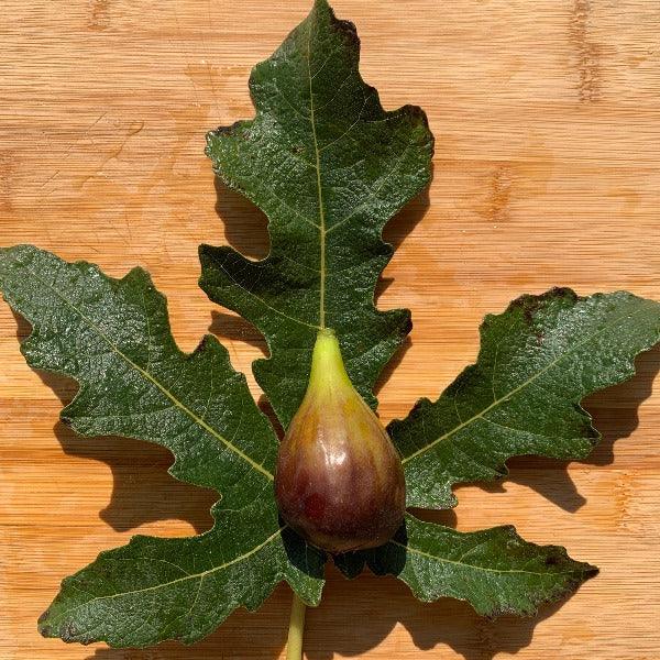 Emalyn's Purple Fig Cutting - Dingdong's Garden