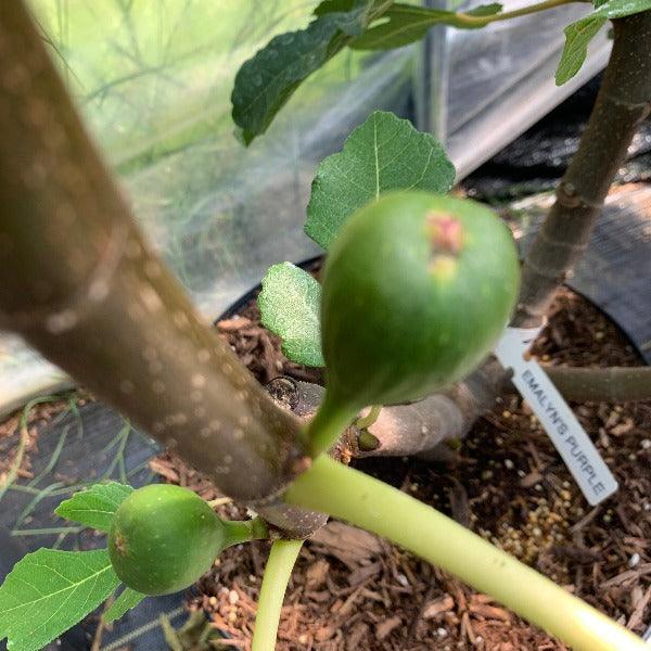 Emalyn's Purple Fig Cutting - Dingdong's Garden