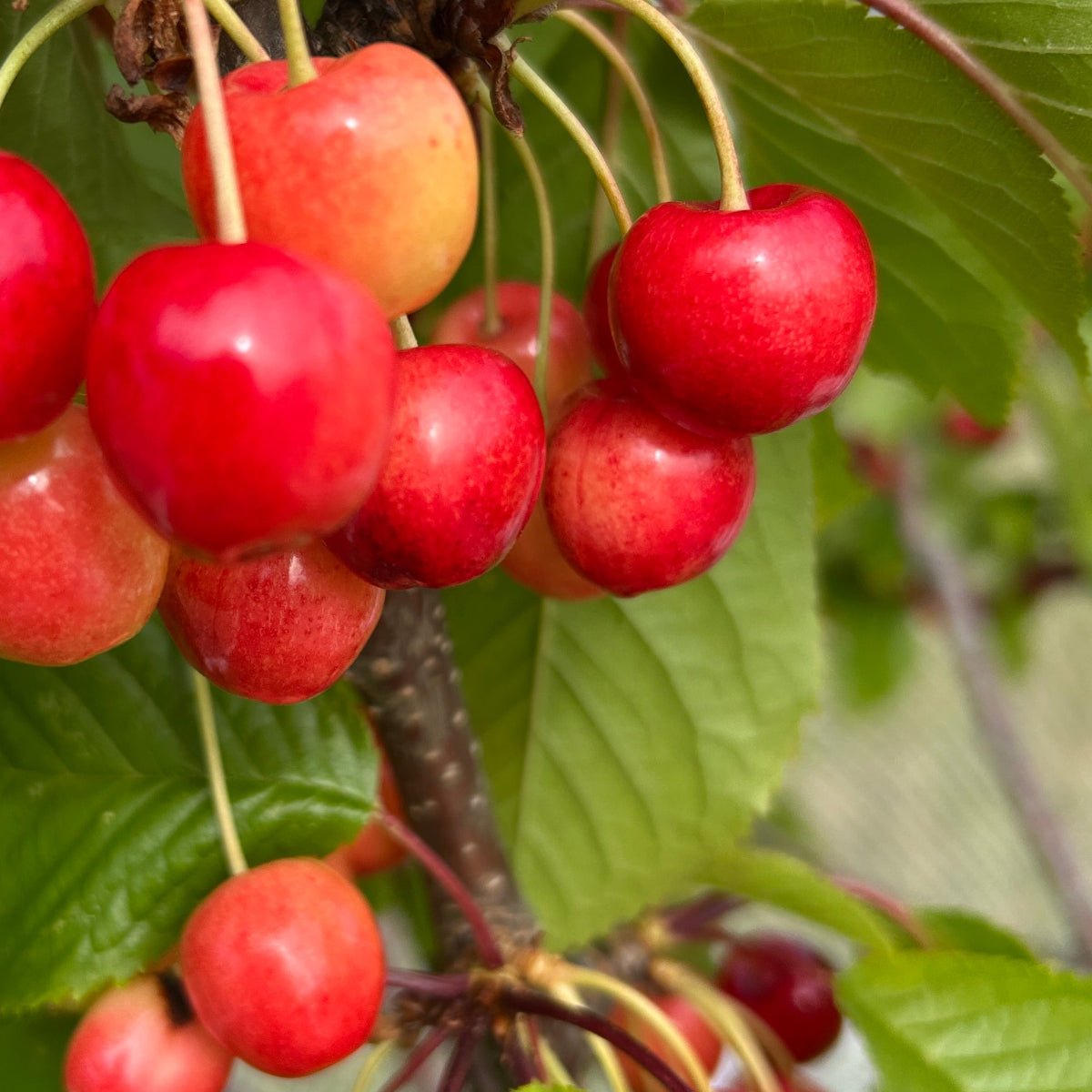 Emperor Francis Cherry Scionwood - Dingdong's Garden