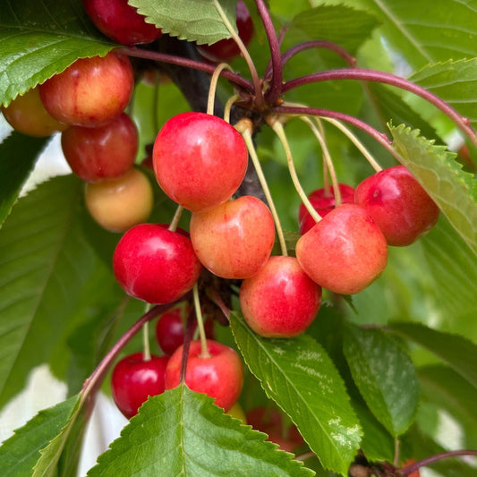 Emperor Francis Cherry Scionwood - Dingdong's Garden