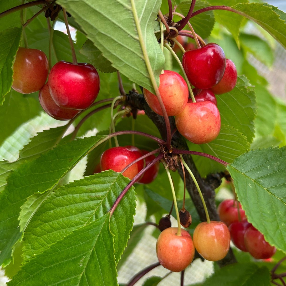 Emperor Francis Cherry Scionwood - Dingdong's Garden