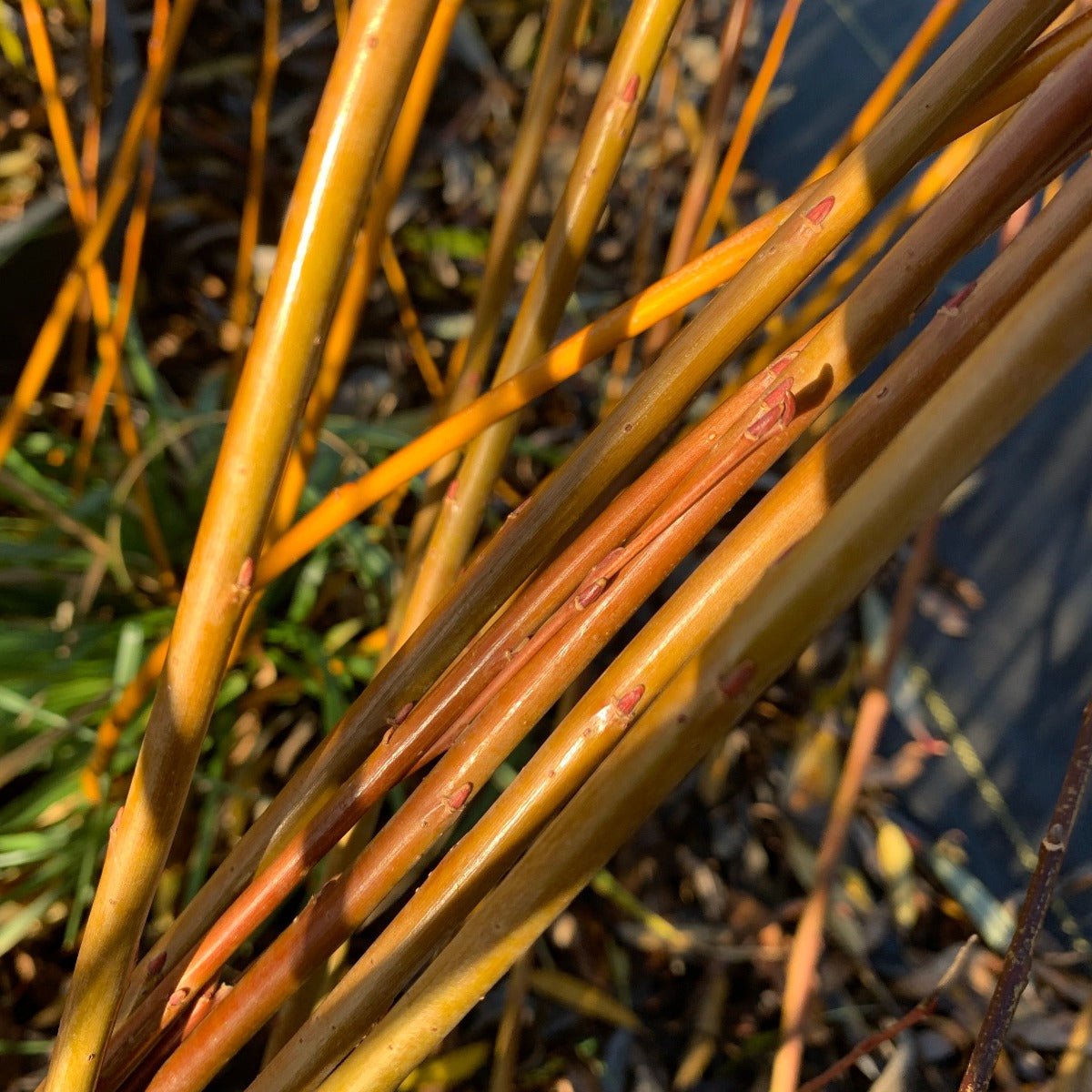 Eugene Willow Cutting - Dingdong's Garden