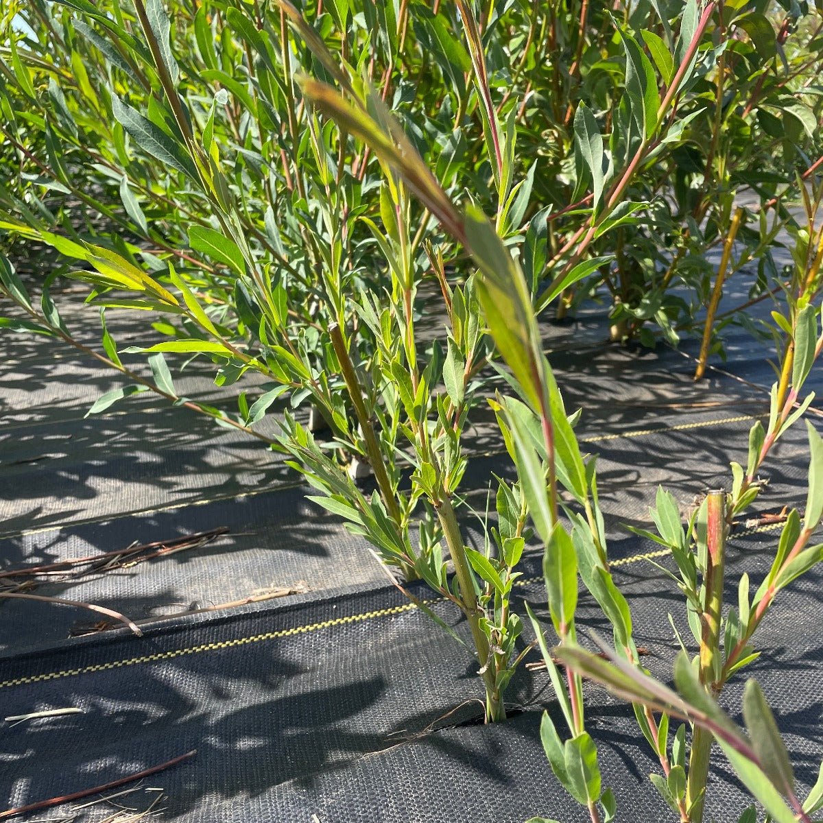 Eugene Willow Cutting - Dingdong's Garden