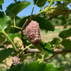 Exotica Mulberry Cutting - Dingdong's Garden