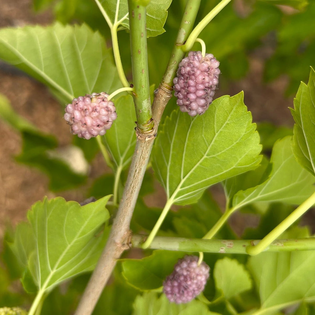 Exotica Mulberry Cutting