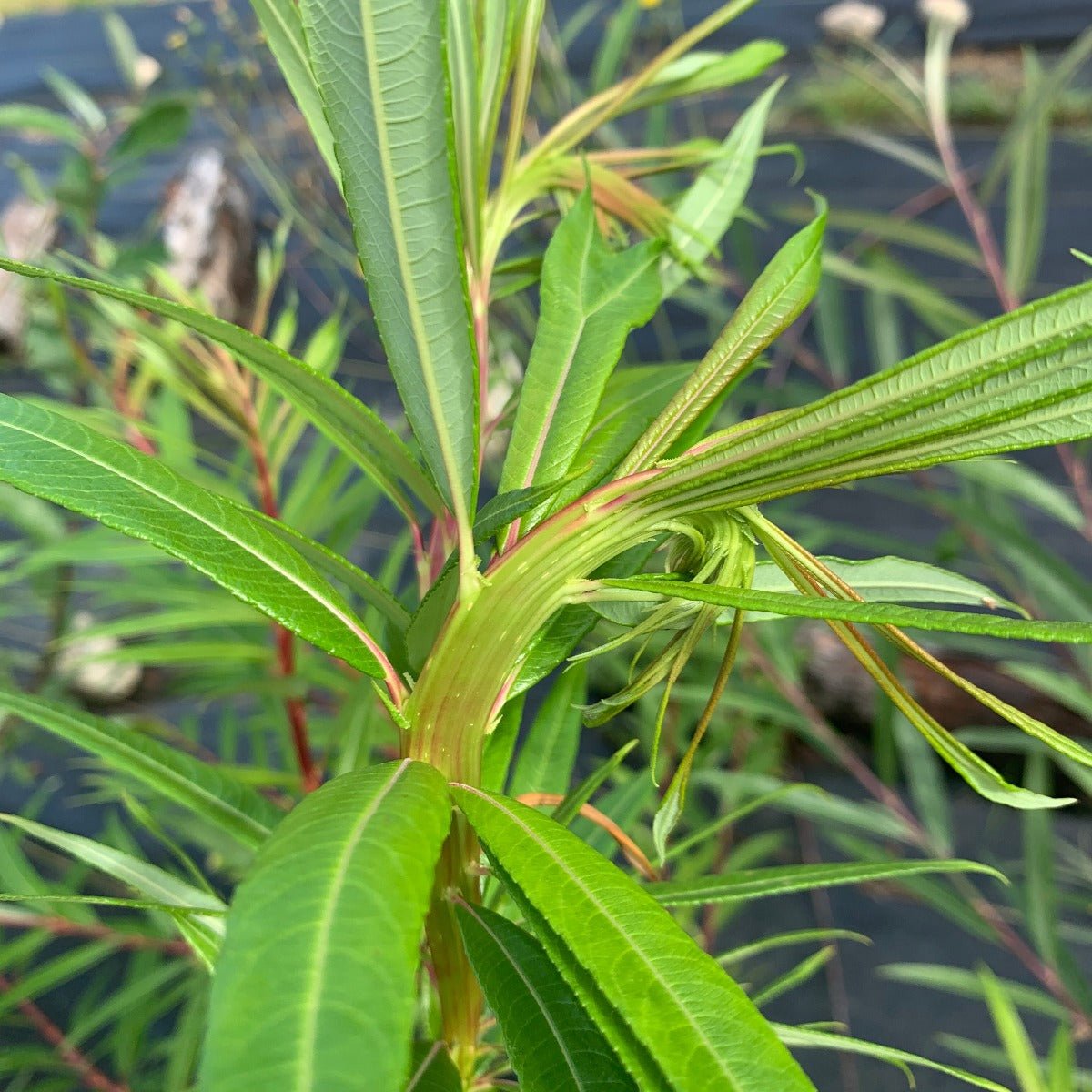 Fantail, Fishtail, Dragontail Willow Cutting - Dingdong's Garden