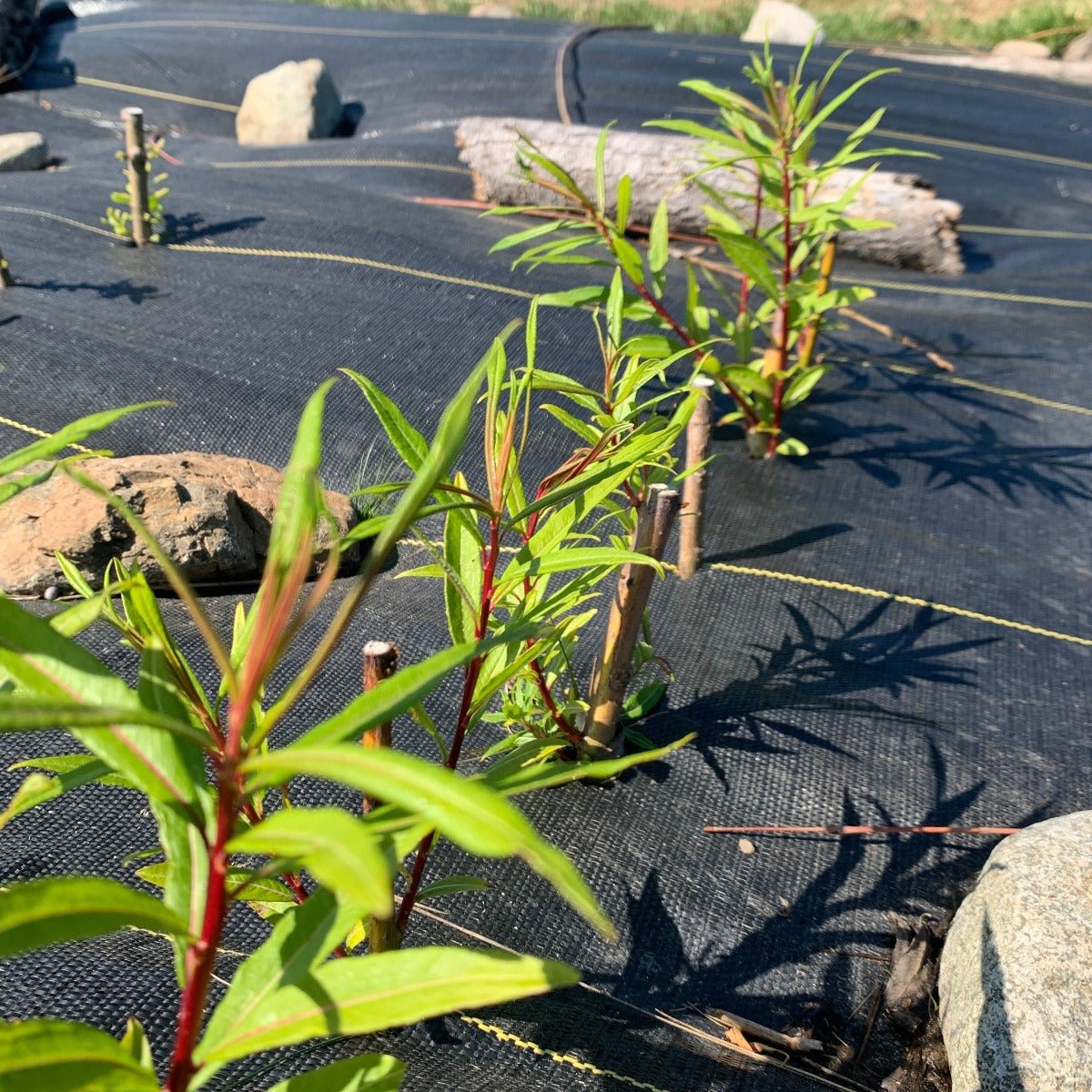 Fantail, Fishtail, Dragontail Willow Cutting - Dingdong's Garden