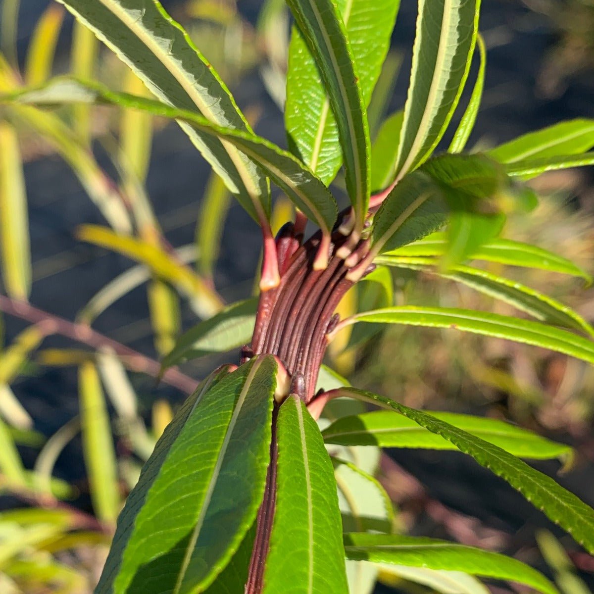 Fantail, Fishtail, Dragontail Willow Cutting - Dingdong's Garden