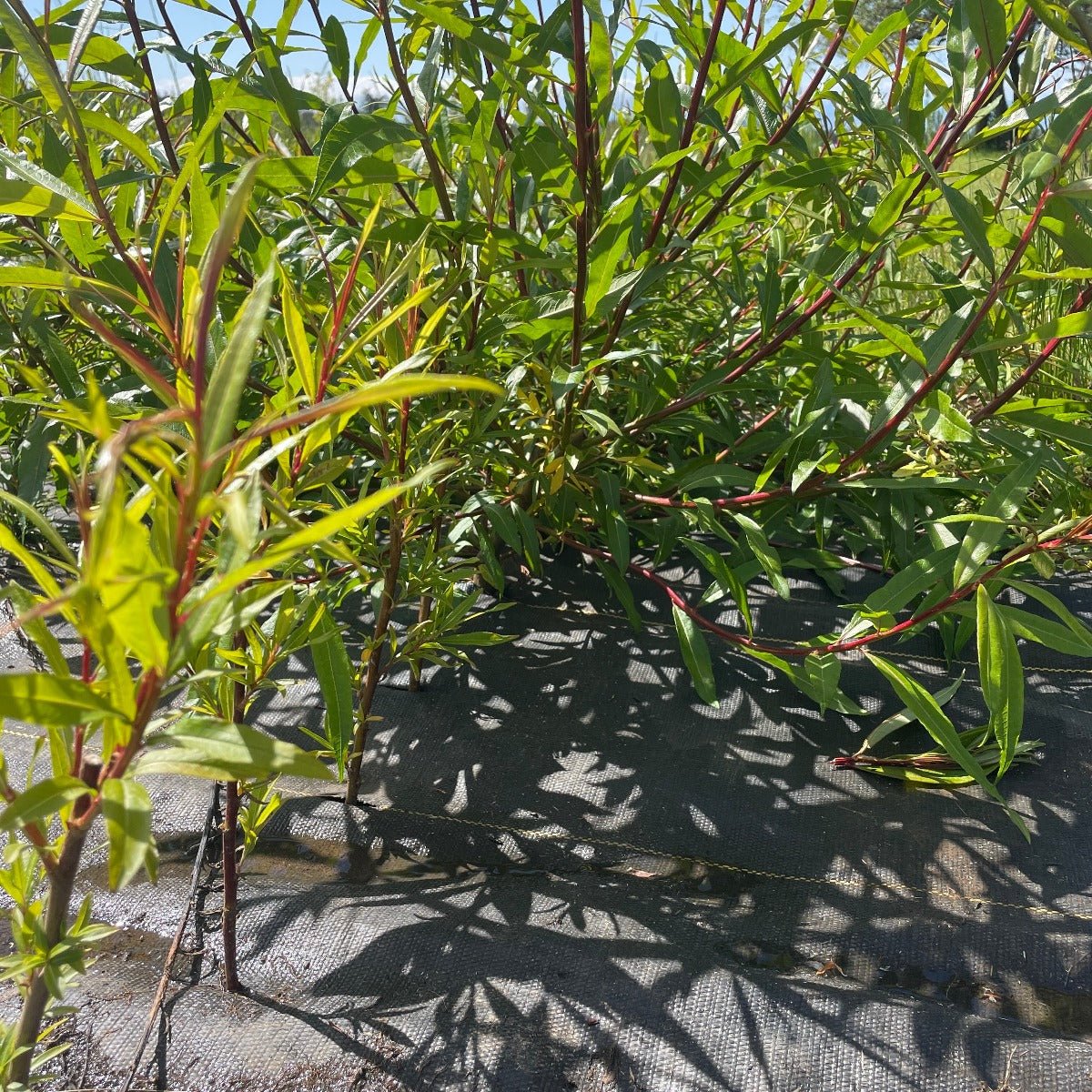 Fantail, Fishtail, Dragontail Willow Cutting - Dingdong's Garden