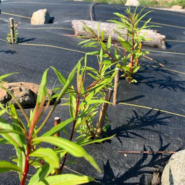 Fantail, Fishtail, Dragontail Willow Cutting - Dingdong's Garden