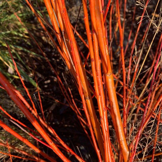 Farndon Willow Cutting - Dingdong's Garden