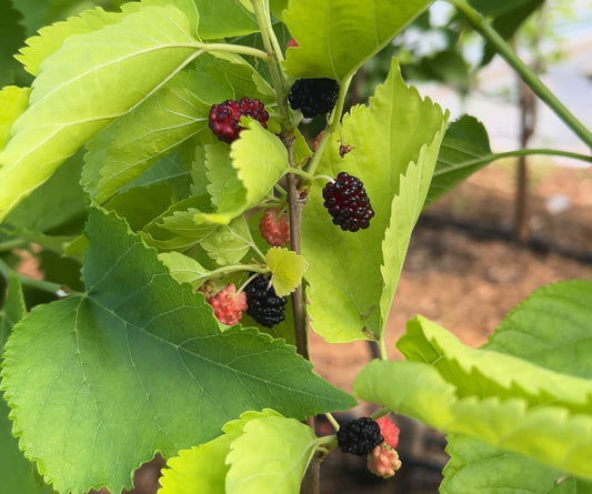Firm Red Mulberry Cutting - Dingdong's Garden