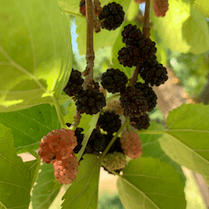Firm Red Mulberry Cutting