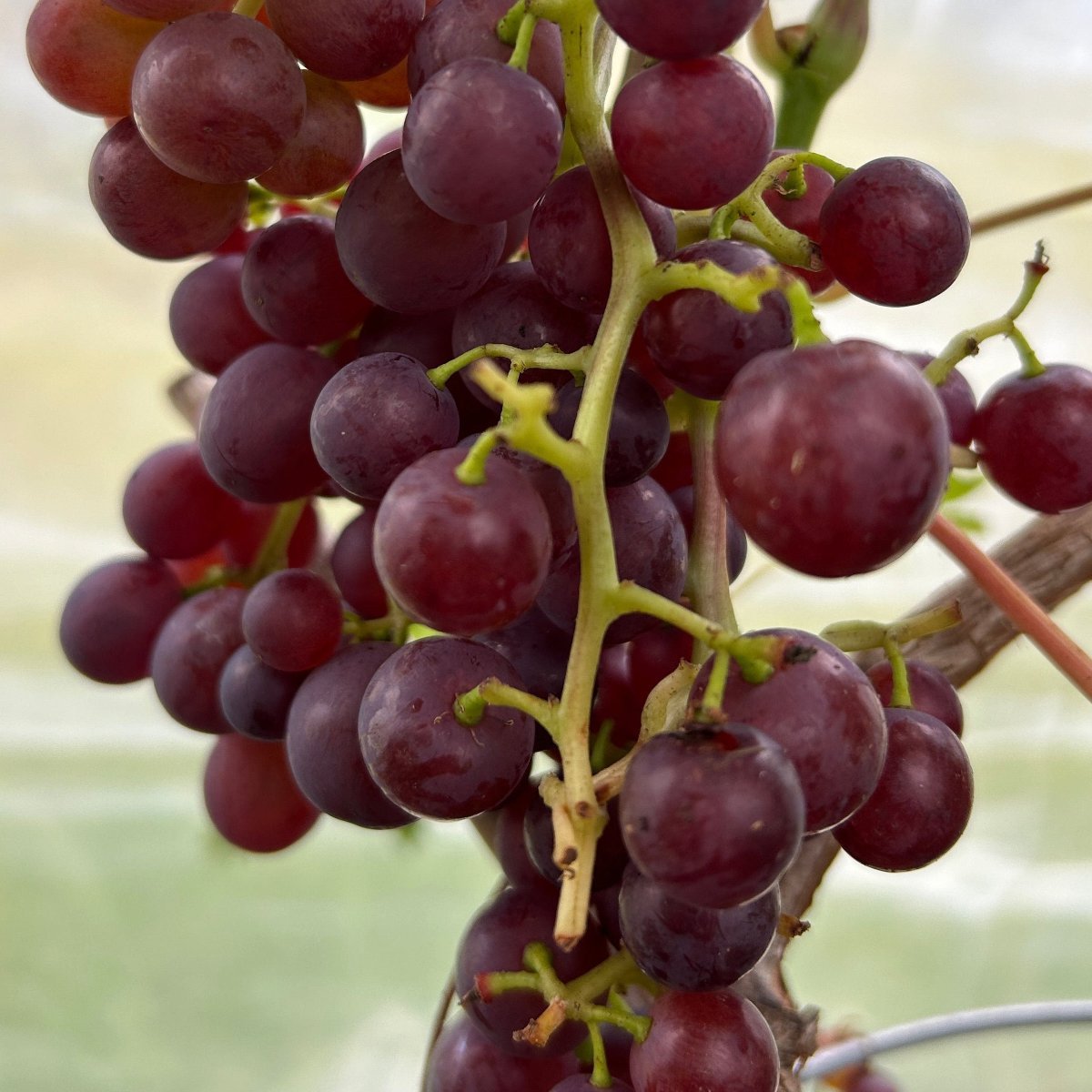 Flame Table Grape Cutting - Dingdong's Garden