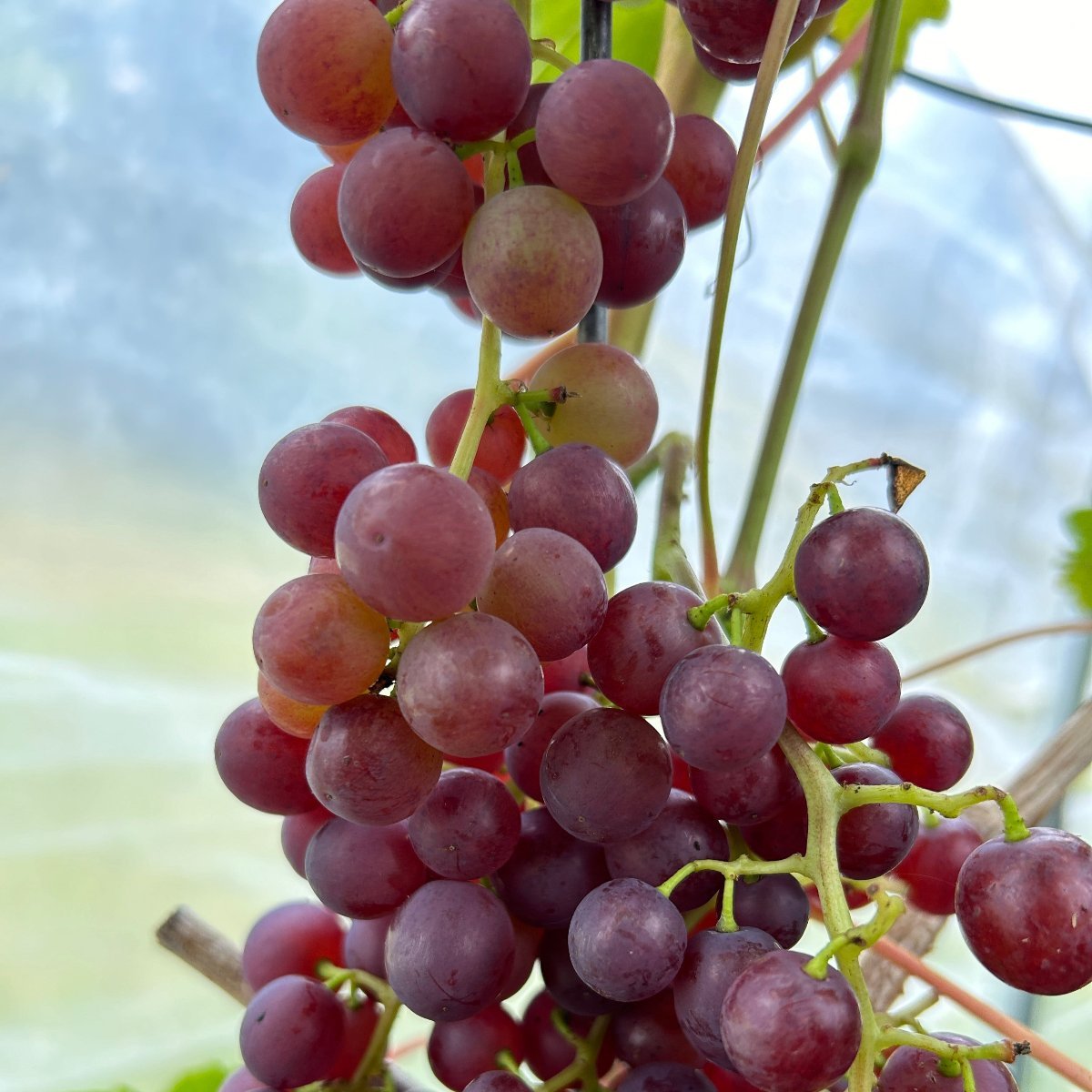 Flame Table Grape Cutting - Dingdong's Garden