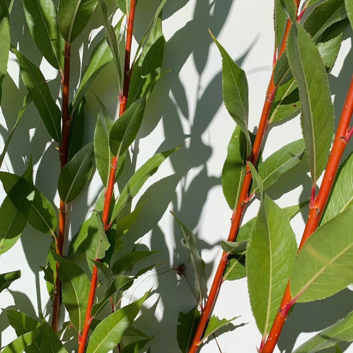 Flame Willow Cutting - Dingdong's Garden