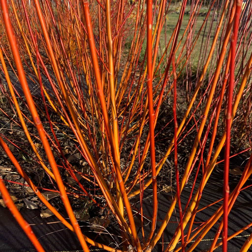 Flame Willow Cutting