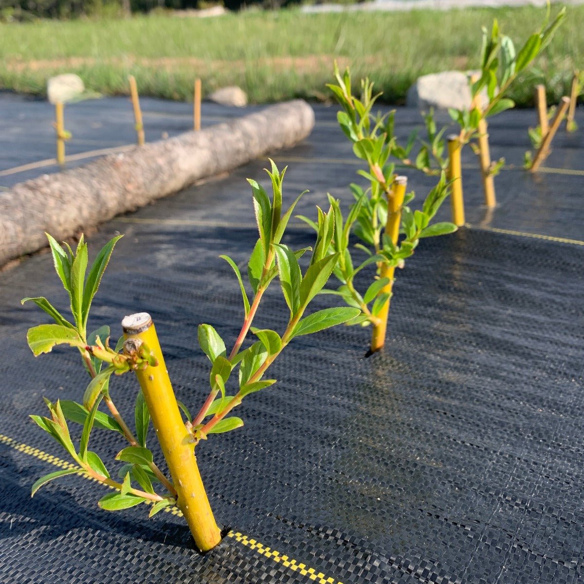 Flame Yellow Willow Cutting - Dingdong's Garden