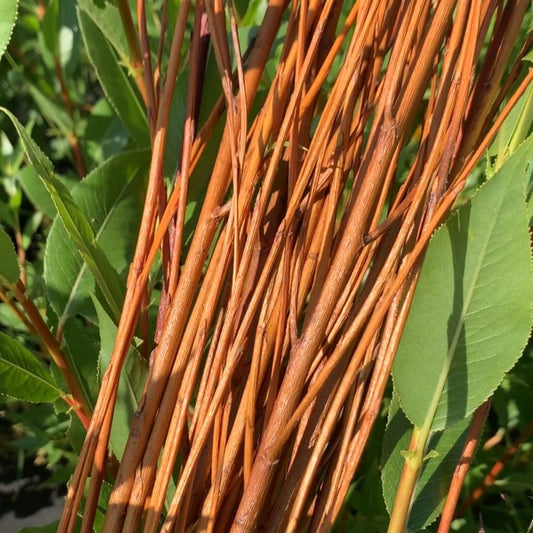 Flame Yellow Willow Cutting - Dingdong's Garden