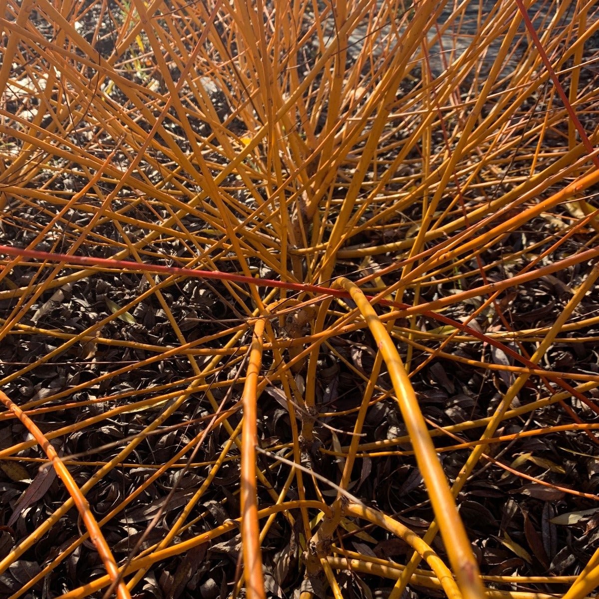 Flame Yellow Willow Cutting - Dingdong's Garden