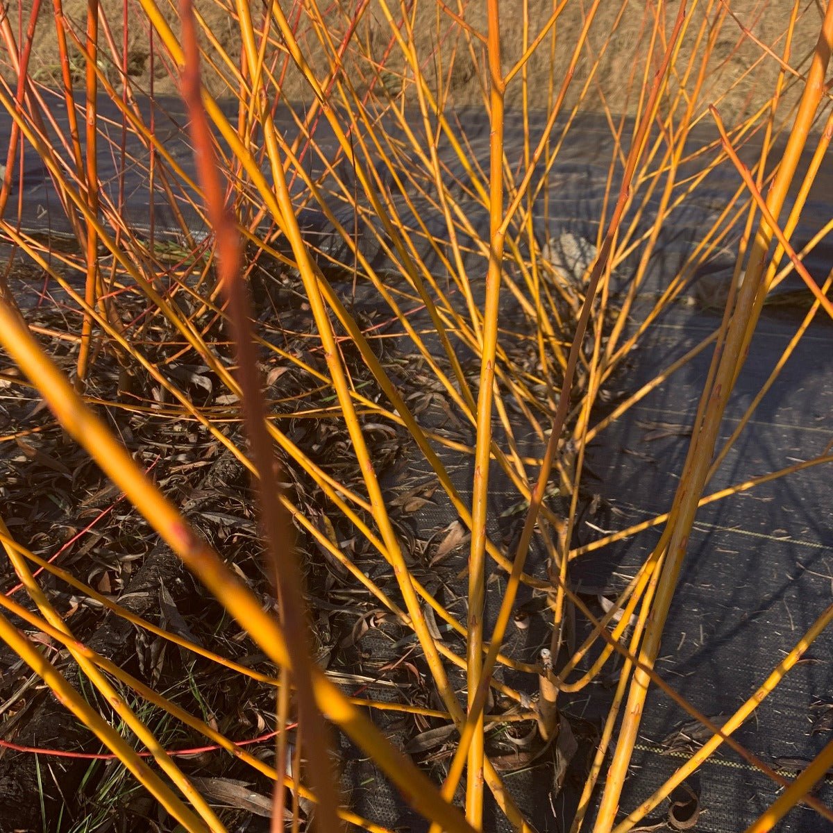 Flame Yellow Willow Cutting - Dingdong's Garden