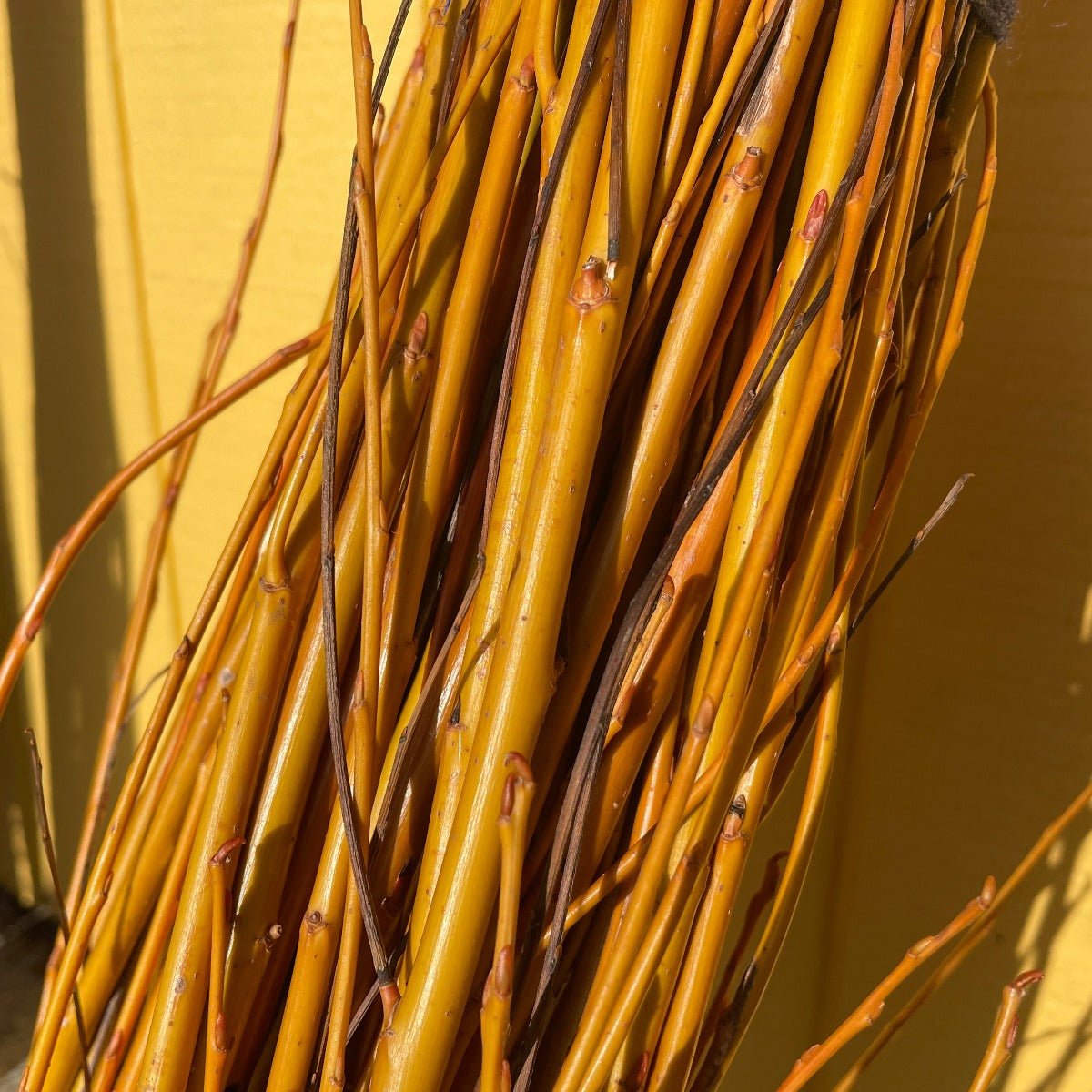 Flame Yellow Willow Cutting - Dingdong's Garden