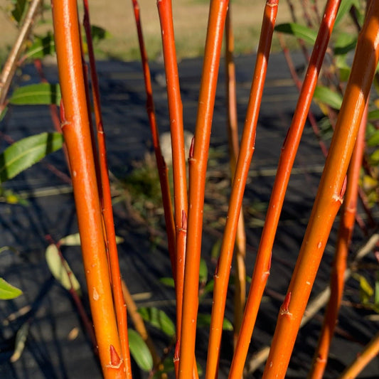 Flanders Red Willow Cutting - Dingdong's Garden