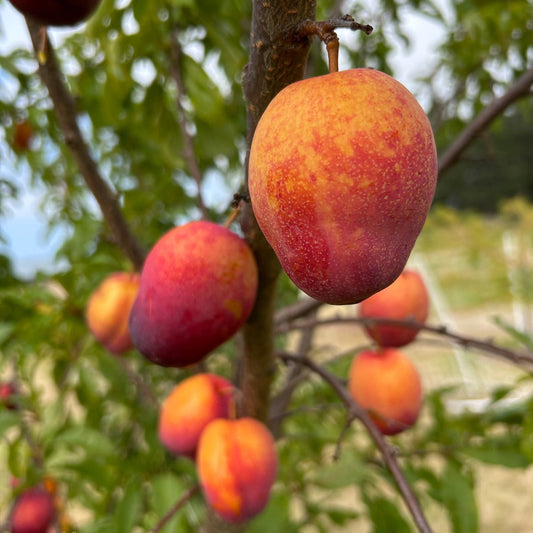 Flavor Grenade Pluot Scionwood - Dingdong's Garden