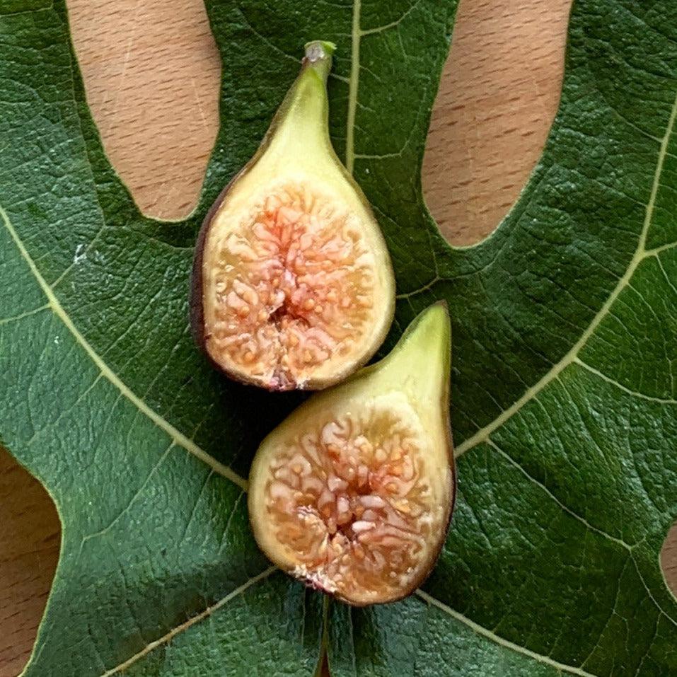 Florea Fig Cutting - Dingdong's Garden