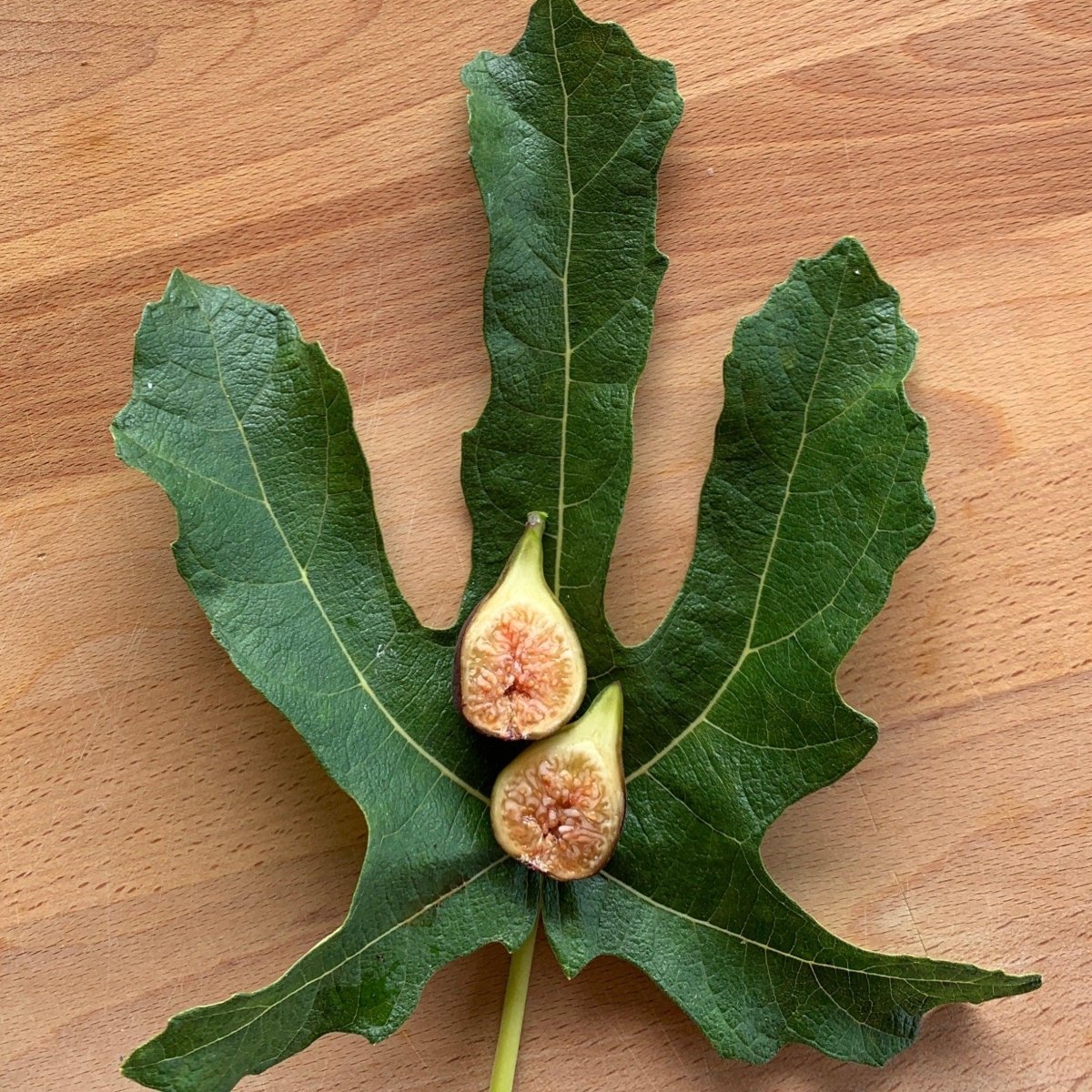 Florea Fig Cutting - Dingdong's Garden