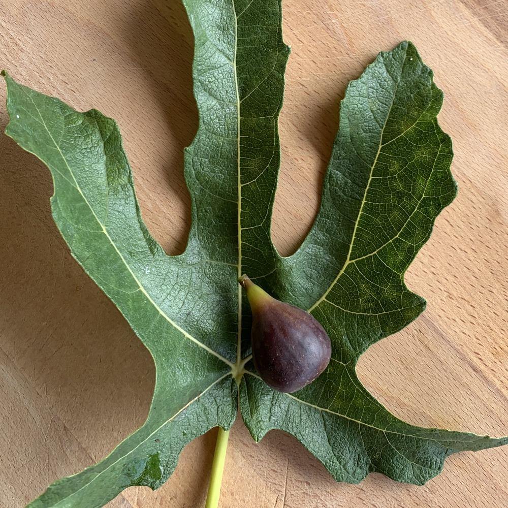 Florea Fig Cutting - Dingdong's Garden