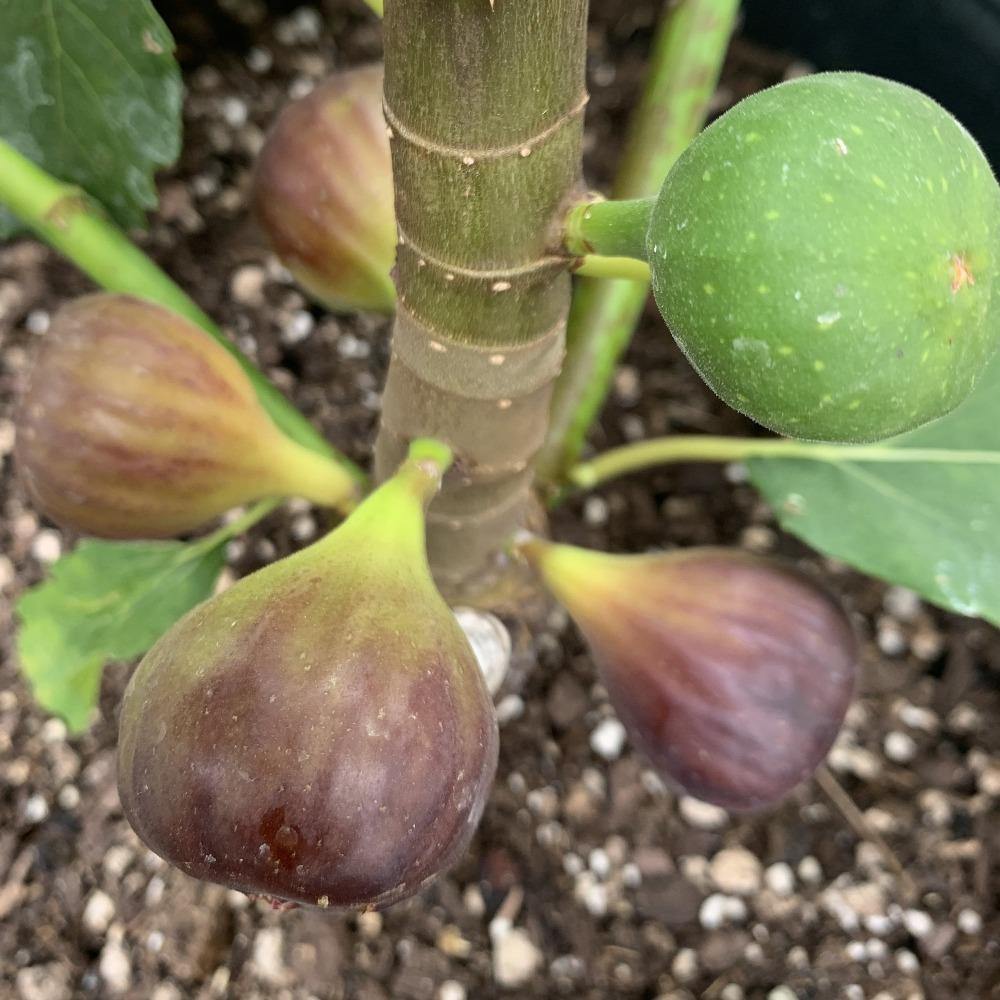 Florea Fig Cutting - Dingdong's Garden