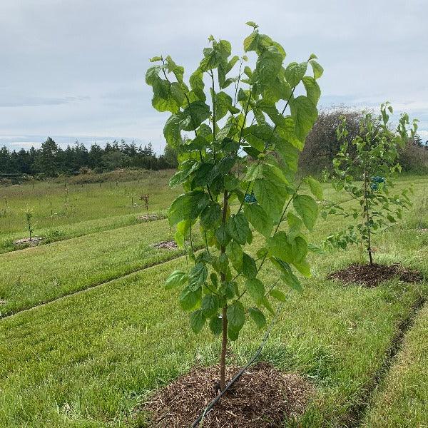 Florida Giant Mulberry Cutting - Dingdong's Garden