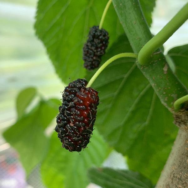 Florida Giant Mulberry Cutting - Dingdong's Garden