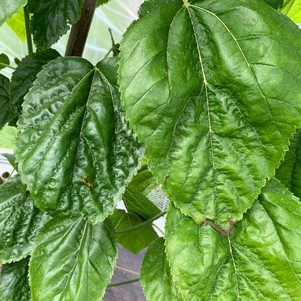 Florida Giant Mulberry Cutting - Dingdong's Garden