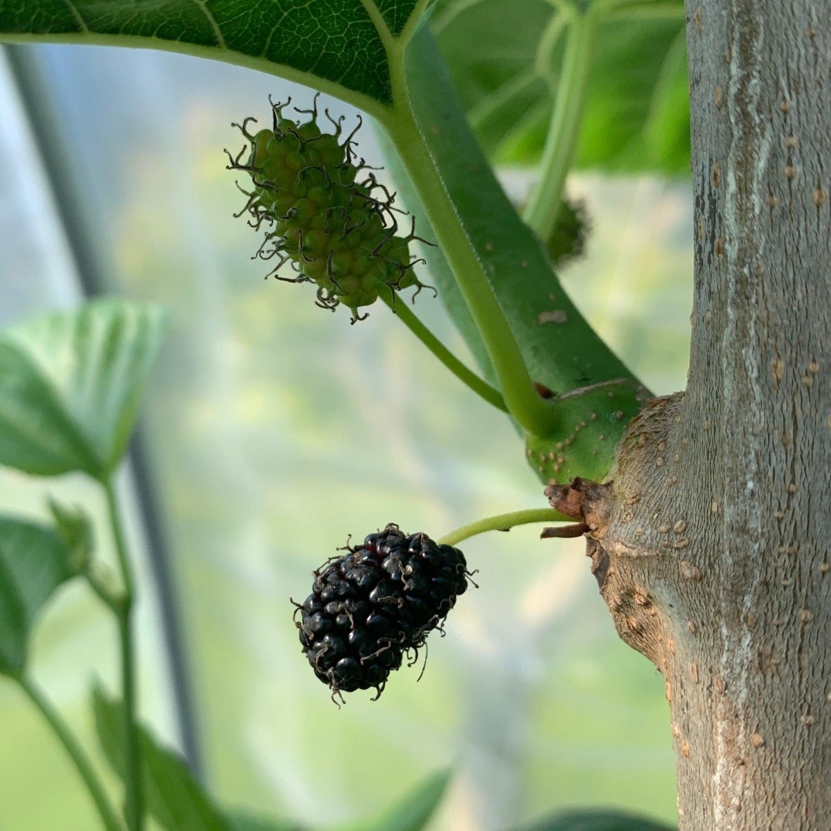 Florida Giant Mulberry Cutting - Dingdong's Garden