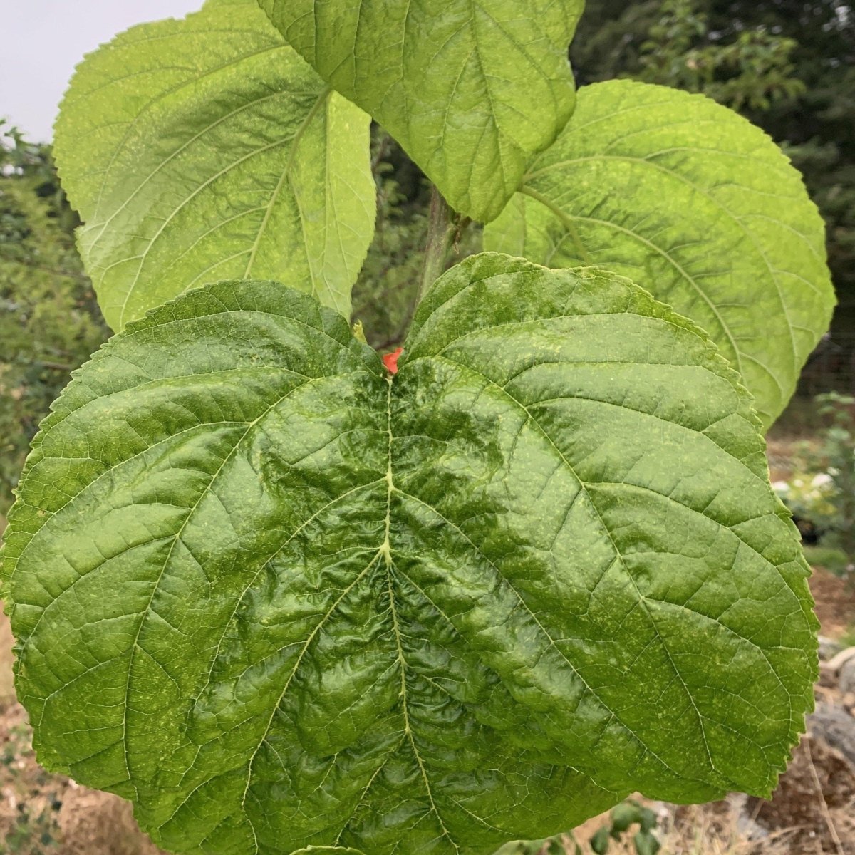 Florida Giant Mulberry Cutting - Dingdong's Garden