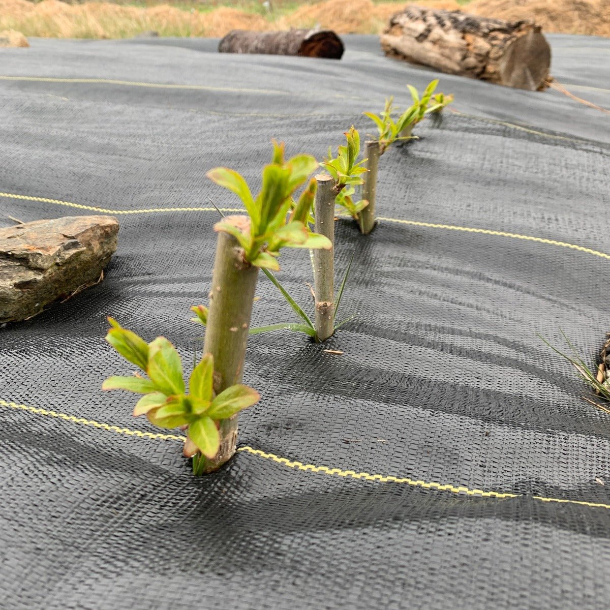 Forked Catkin Willow Cutting - Dingdong's Garden