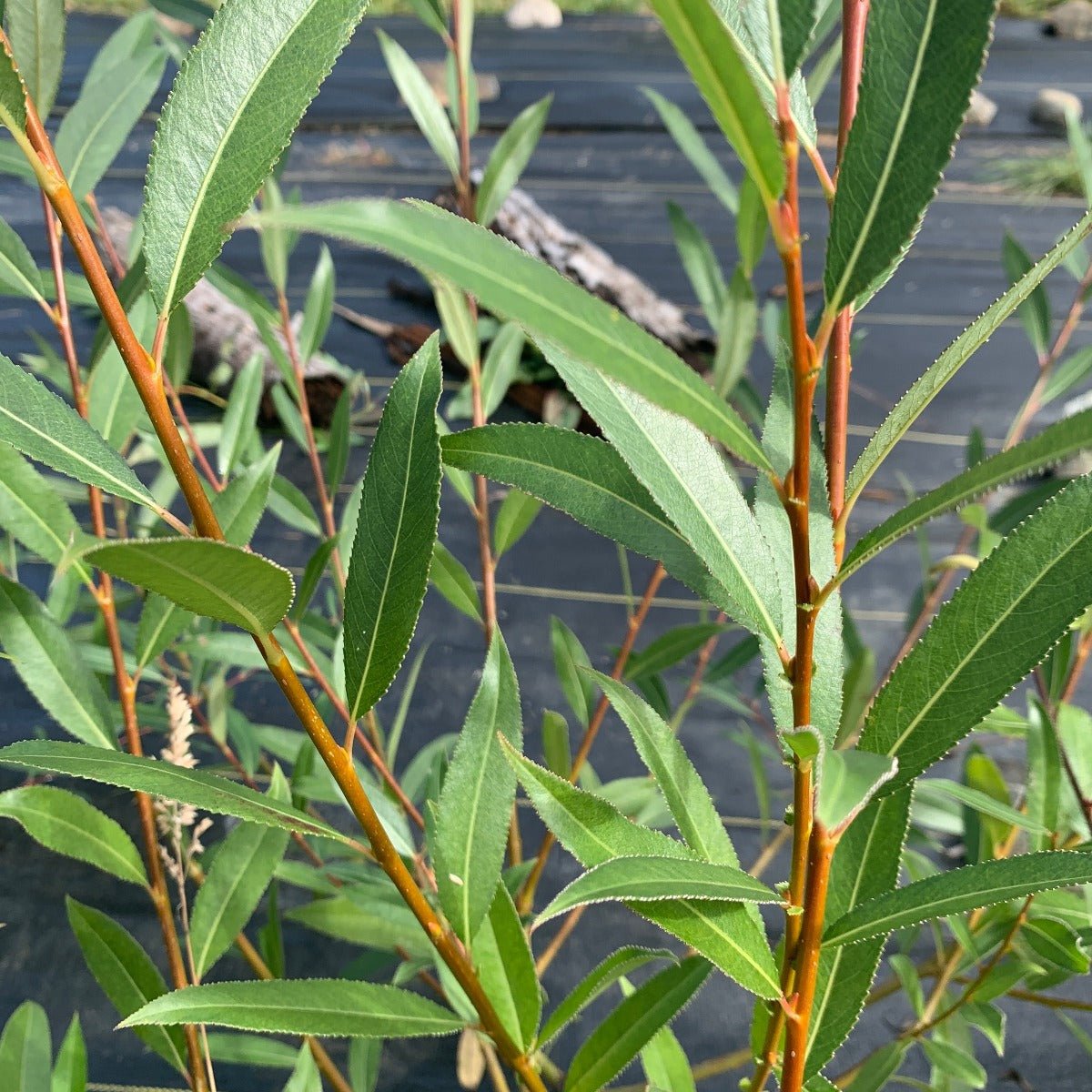 Forked Catkin Willow Cutting - Dingdong's Garden