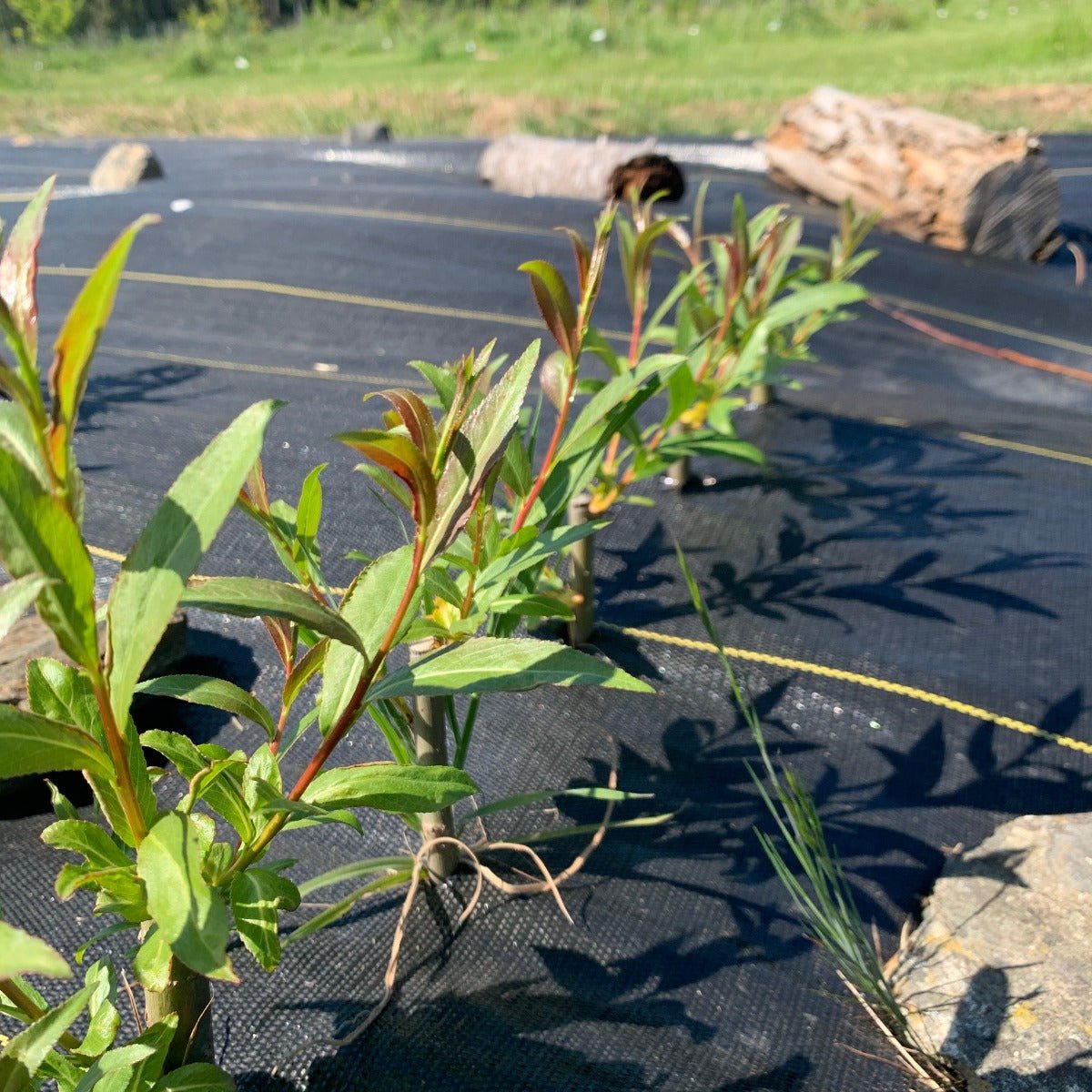 Forked Catkin Willow Cutting - Dingdong's Garden