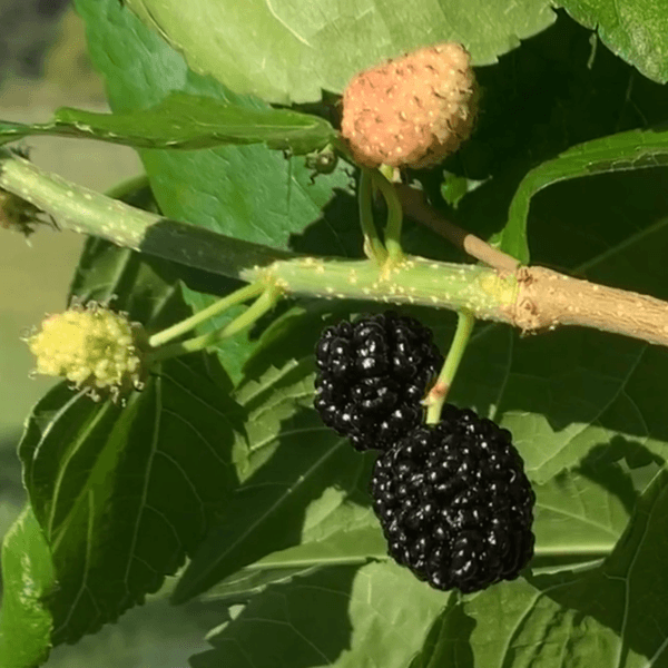 Four Seasons Mulberry Cutting