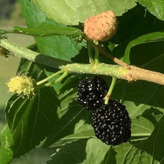 Four Seasons Mulberry Cutting - Dingdong's Garden
