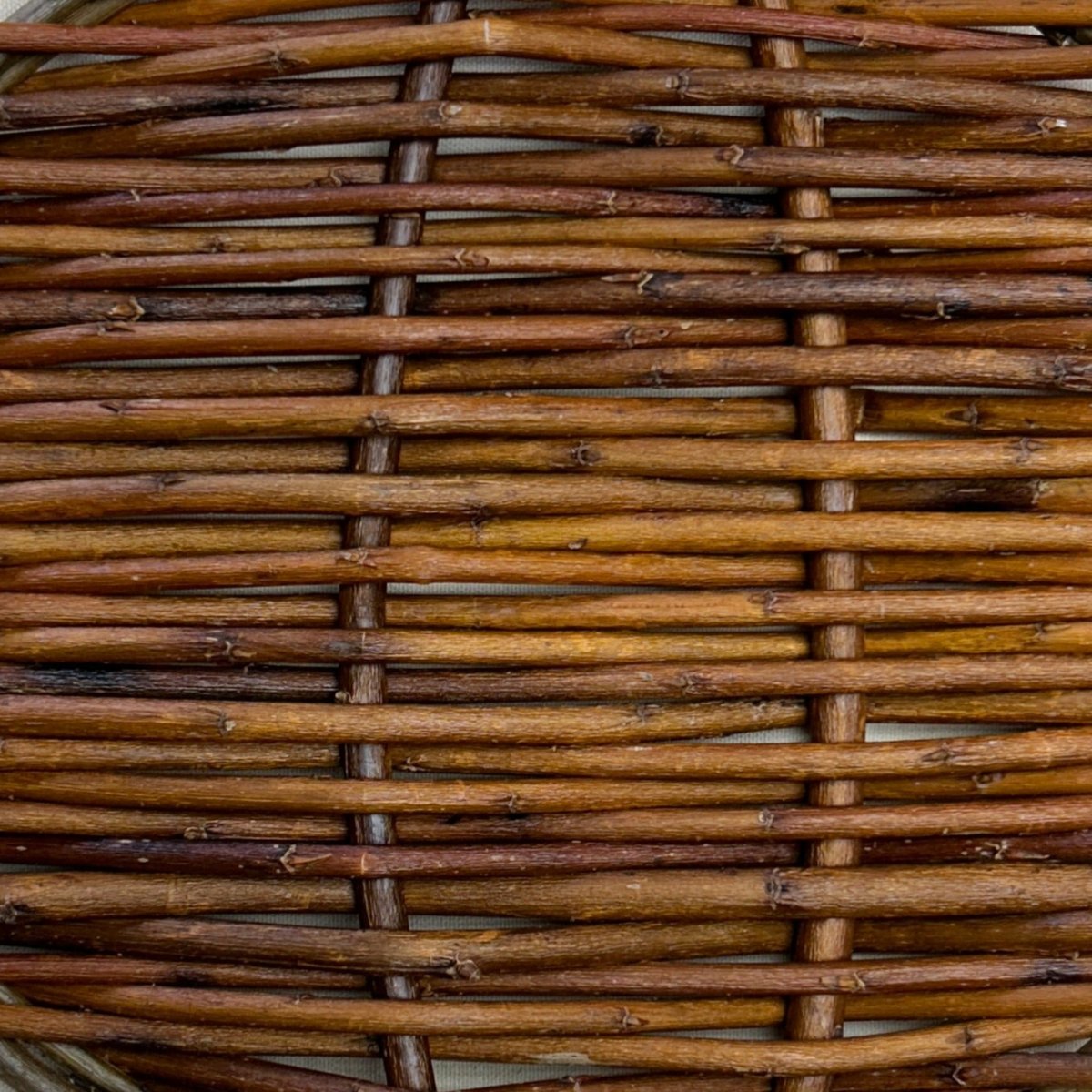 Fransgeel Rood Willow Cutting - Dingdong's Garden