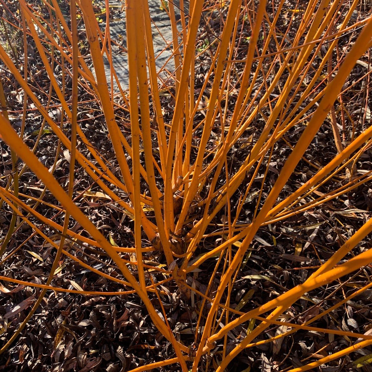 Fransgeel Rood Willow Cutting - Dingdong's Garden