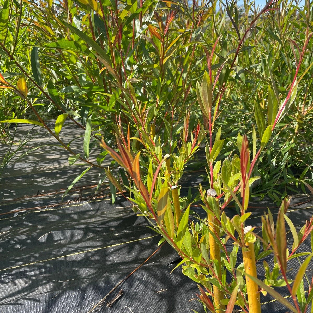 Fransgeel Rood Willow Cutting - Dingdong's Garden