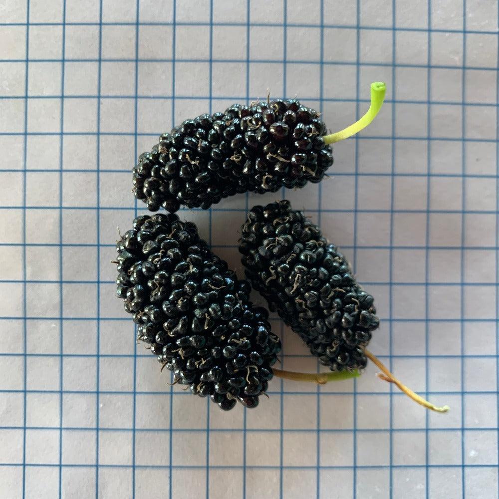 French Syrian Mulberry Cutting - Dingdong's Garden