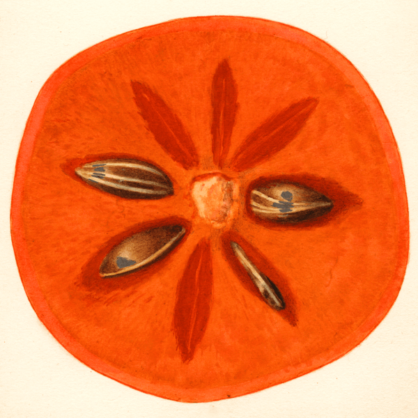 Fuyu Persimmon 4x6 Decorative Card - Dingdong's Garden