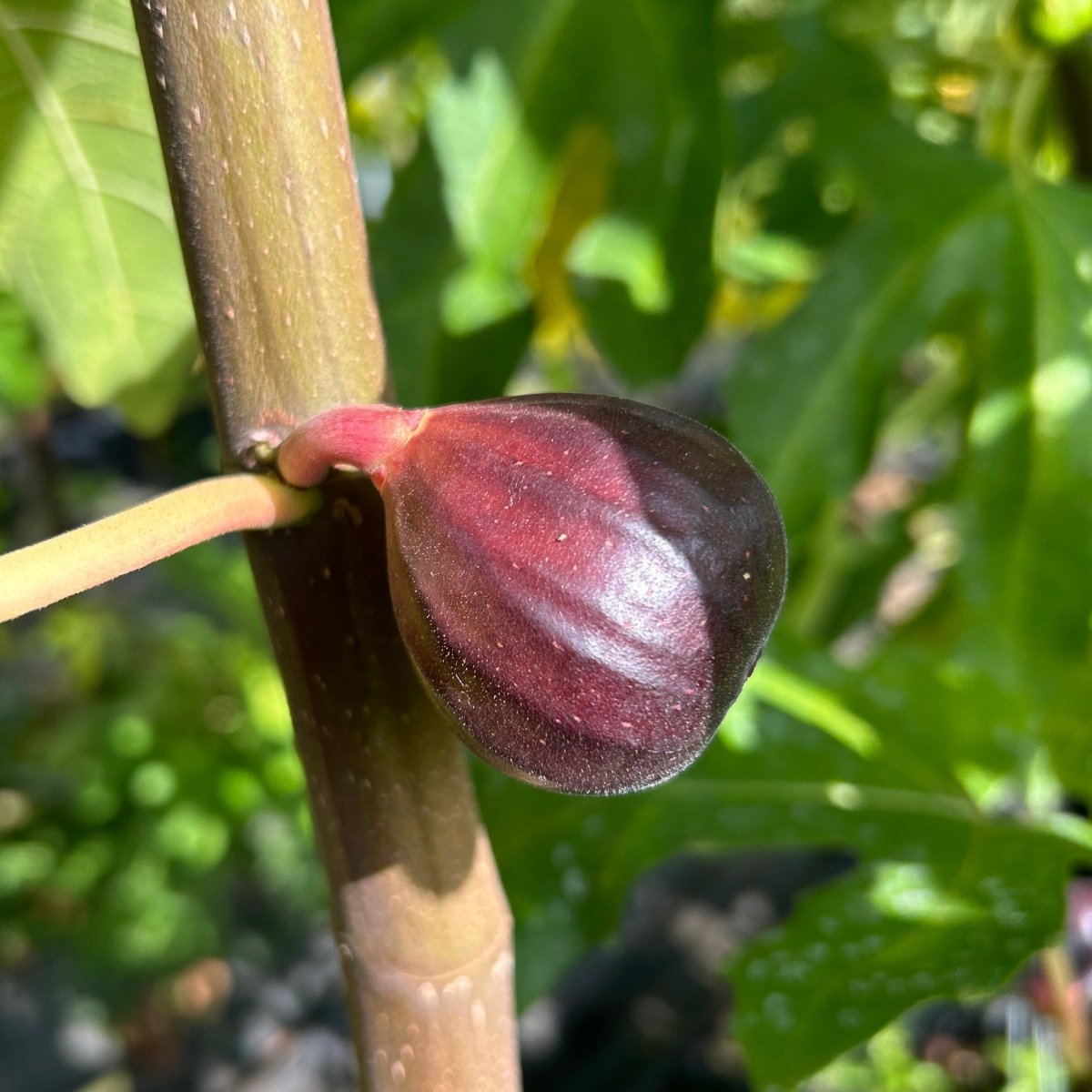 Galicia Negra Fig Cutting - Dingdong's Garden